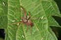 Philodromus_ZZ375_D4918_Z_89_Les Gris_Frankrijk